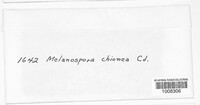 Melanospora chionea image
